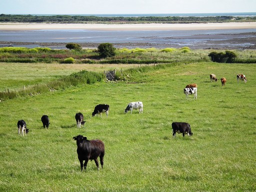 Walesi tehenek, Kép: pixabay